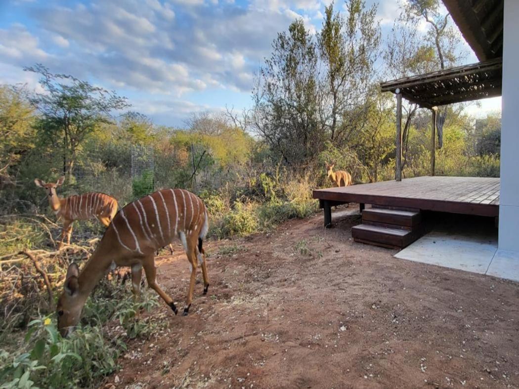 Taaibos Bush Lodge Hoedspruit Exterior photo