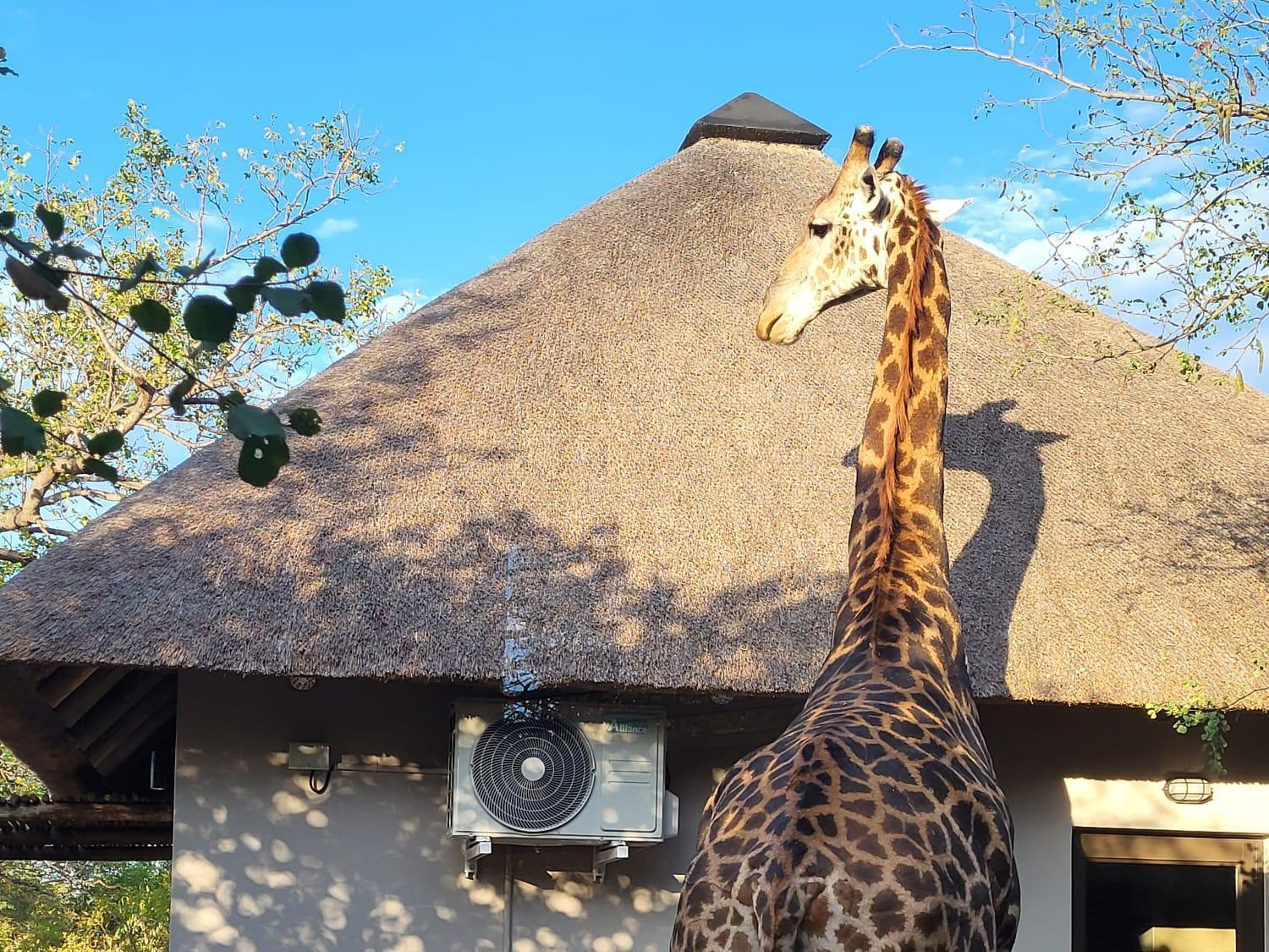 Taaibos Bush Lodge Hoedspruit Exterior photo