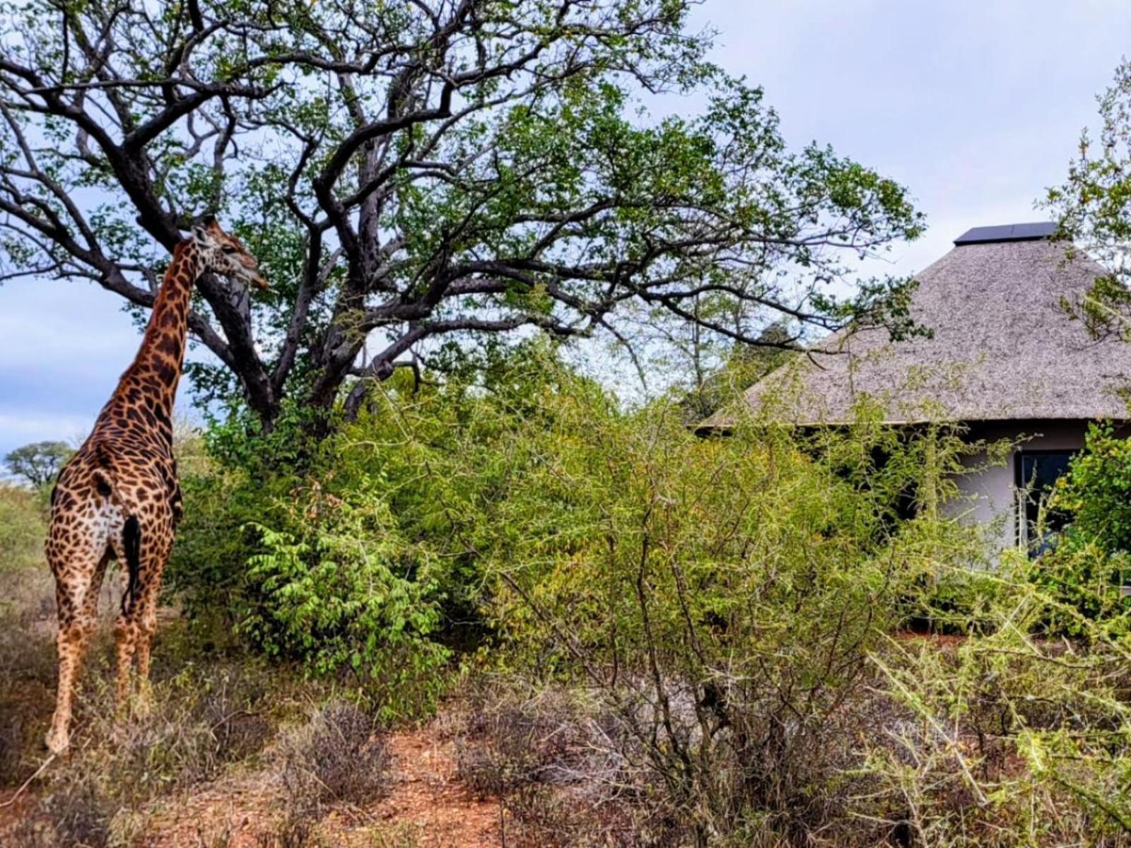 Taaibos Bush Lodge Hoedspruit Exterior photo