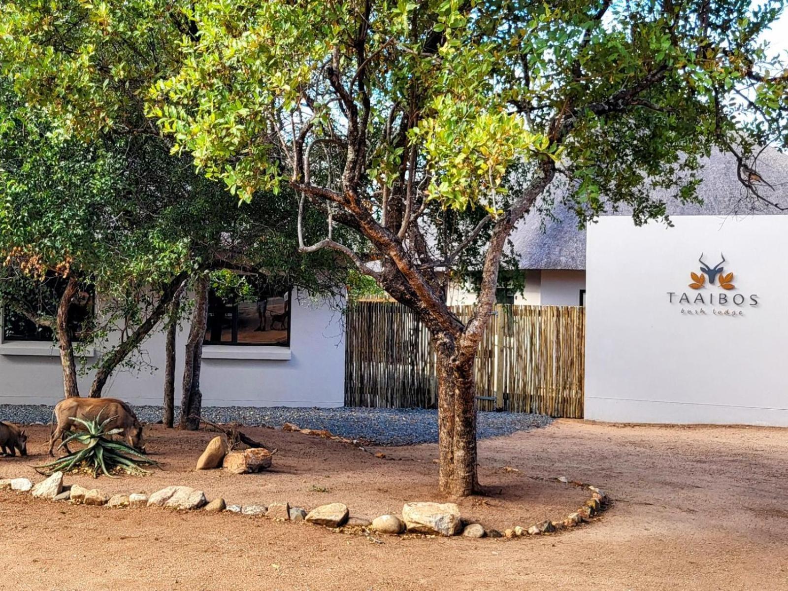 Taaibos Bush Lodge Hoedspruit Exterior photo